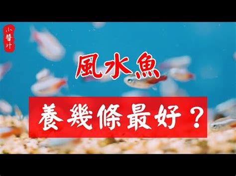 金魚黑色|必看 